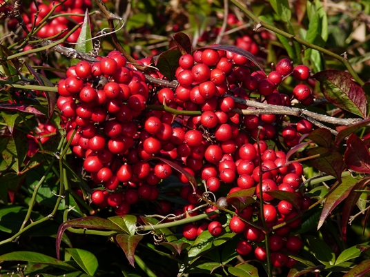 {Nandina domestica}